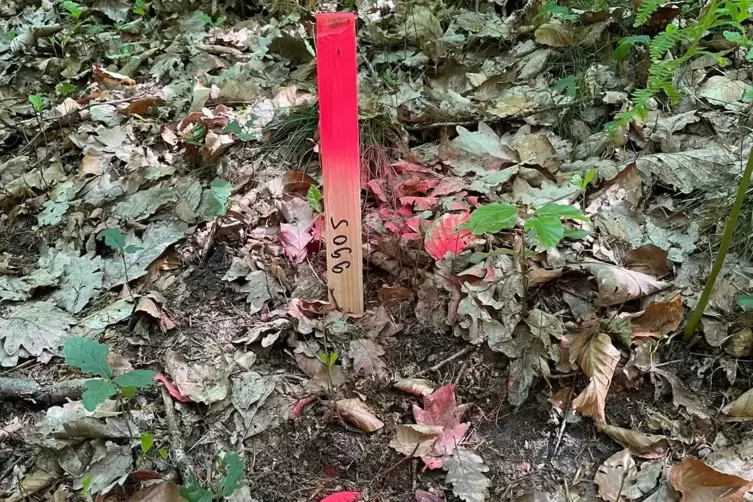 Pink leuchten die nummerierten Markierungen und dien Vermessungspunkte.