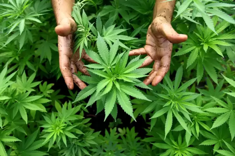 Elf Cannabis-Pflanzen hatte der Angeklagte gesetzt und mit Hasendraht eingezäunt. 