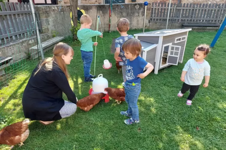 Die Kinder lernen viel, die Hühner freuen sich über Streicheleinheiten. 