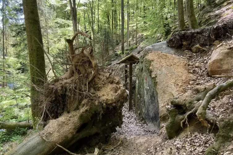 Eine umgestürzte Buche im Walkmühltal zwischen Bann und Kaiserslautern: Vielerorts drohen im Wald noch immer Gefahren durch den 