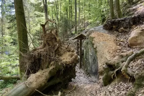 Eine umgestürzte Buche im Walkmühltal zwischen Bann und Kaiserslautern: Vielerorts drohen im Wald noch immer Gefahren durch den 