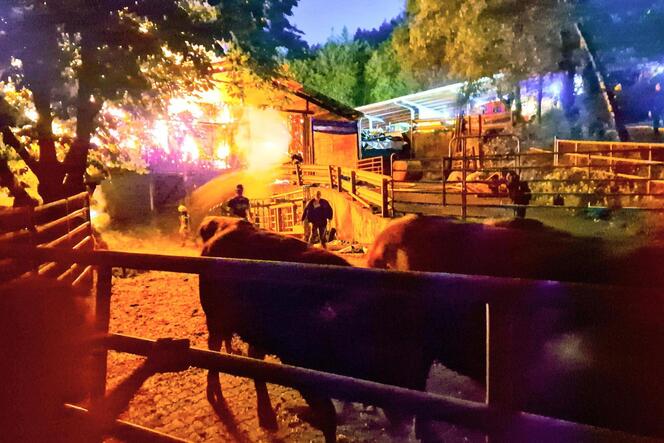 Auf einem Bauernhof in Simmertal (Landkreis Bad Kreuznach) sind bei einem Feuer in einer Scheune zehn Rinder verendet.