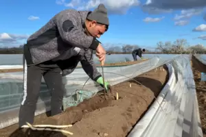 Viel Arbeit und hohes Risiko: Viele Betriebe reduzieren ihren Spargelanbau wieder. Viel Arbeit und hohes Risiko: Viele Betriebe reduzieren ihren Spargelanbau wieder.