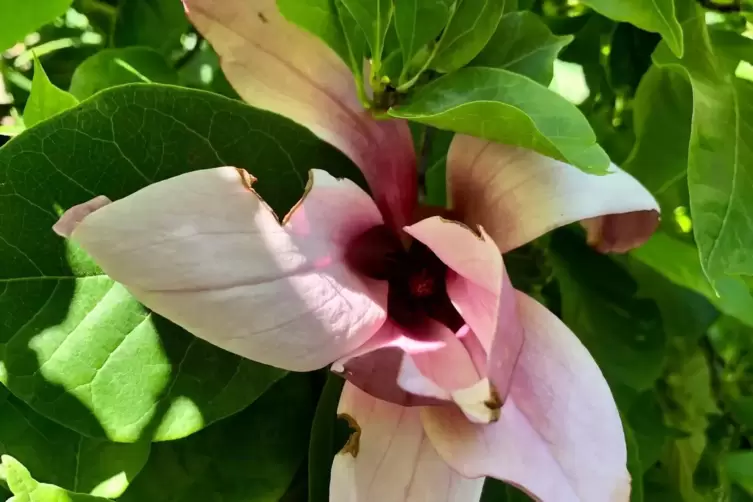 Haben unter dem Wintereinbruch gelitten: Magnolien. 