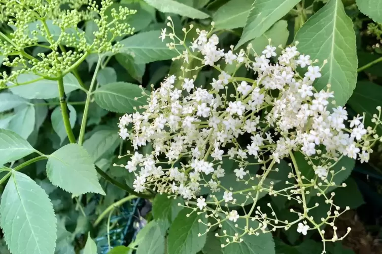 Zarte Bl&uuml;ten: Holunder wird oft von L&auml;usen heimgesucht. 