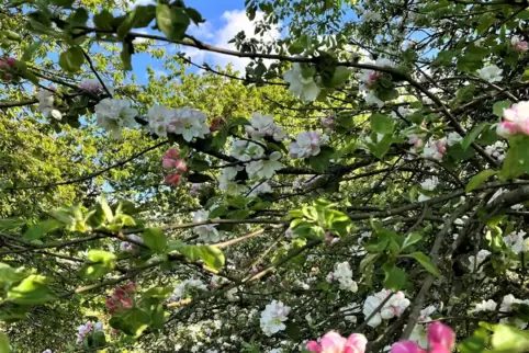 Obstbäume im Vorgarten sind eine Zierde im Frühling und Herbst.