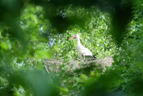 Bei Schauernheim haben Störche, hier einer der Altvögel, ein Nest in einem Wäldchen gebaut. 