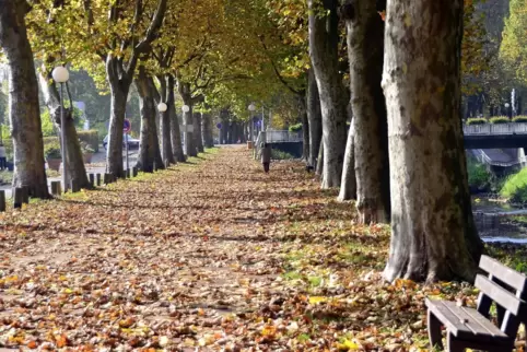 Ein Markenzeichen der Stadt: die Allee am Schwarzbach. 