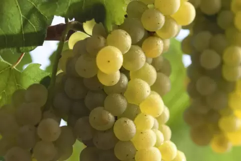 Die Chardonnay-Traube. Auch in der Pfalz reif für ein Großes Gewächs? 