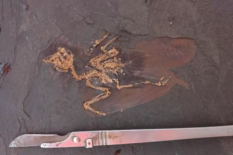 Fossil: Der unbekannte Vogel wurde in der Grube Messel gefunden. 