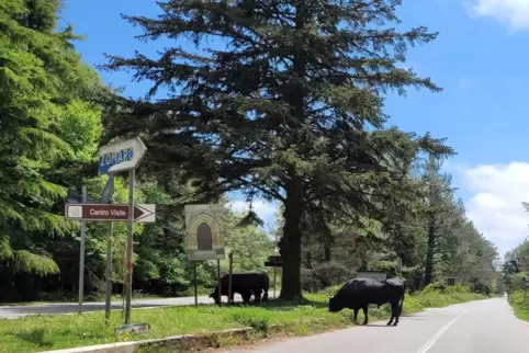 Eine Landplage: Auf einsamen Straßen im Aspromonte-Gebirge können plötzlich freilebende Rinder auftauchen.