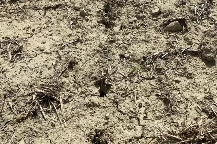 Loch an Loch: Hier h&auml;tten eigentlich Maispflanzen sprie&szlig;en sollen. Aber keine ist &uuml;brig geblieben.