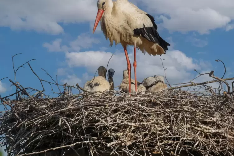 Vier Storchenkinder! Das bedeutet f&uuml;r die V&ouml;gel besonders lange Arbeitstage bei der Futtersuche.