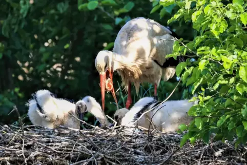 Storcheneltern kümmern sich um ihren Nachwuchs.