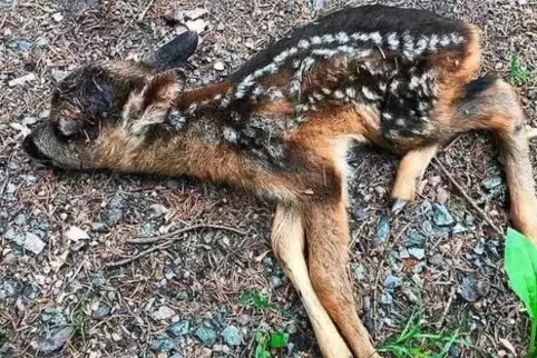 Eines der jüngsten Opfer: ein Rehkitz, das nahe eines Radwegs von einem Hund angegriffen worden war. 