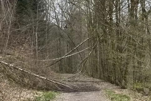 Der heftige Schneefall Anfang April hat im Wald Schäden hinterlassen, die das Forstamt mittlerweile größtenteils abgearbeitet ha