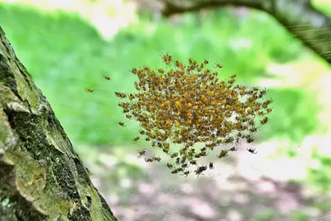 Als schweben sie frei in der Luft: junge Gartenkreuzspinnen.