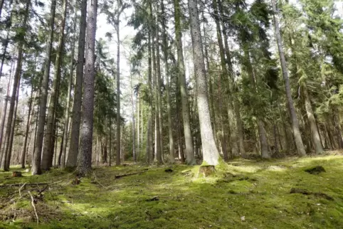 Einen Wald, allerdings im Miniaturformat, sollen und wollen die Bürger von Gerolsheim pflanzen.