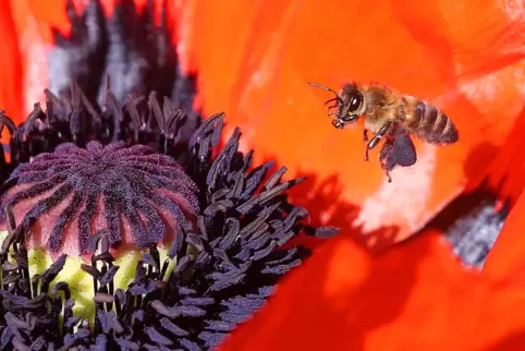 Nahrung für Bienen: Naturbelassene Gärten sind sehr insektenfreundlich und damit gut fürs Klima. 