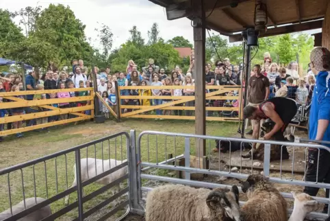 Profi-Scherer Jan-René Hartmann braucht 40 Sekunden – dann ist ein Schaf seine Wolle los. 