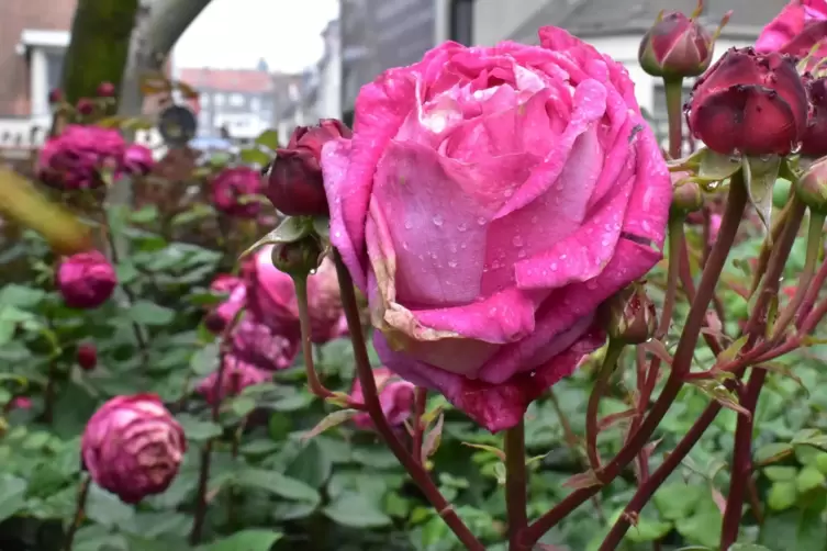 Zweibr&uuml;cker Rosen bl&uuml;hen in Boulogne.
