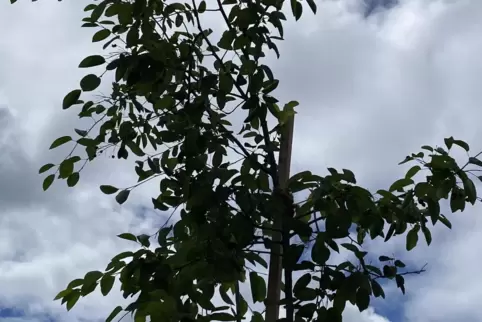 Eine Felsenbirne hat viele kleine Früchte, die für Menschen genießbar sind und auch von Vögeln gerne gegessen werden. 
