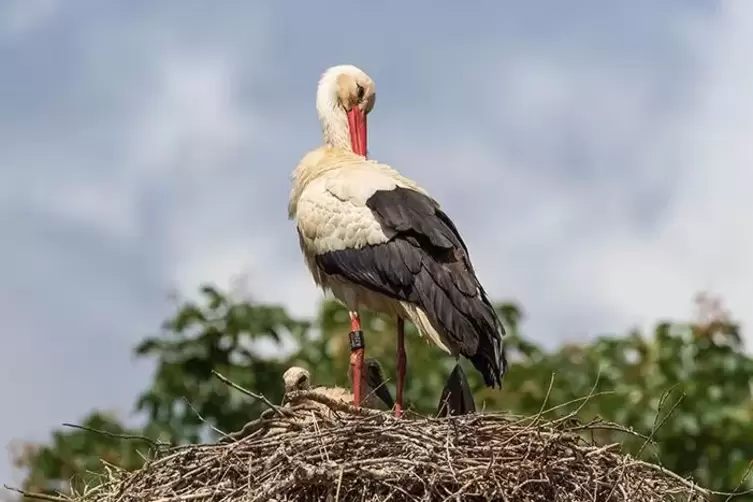 Nest mit Ausblick: Storch im Heidelberger Zoo.