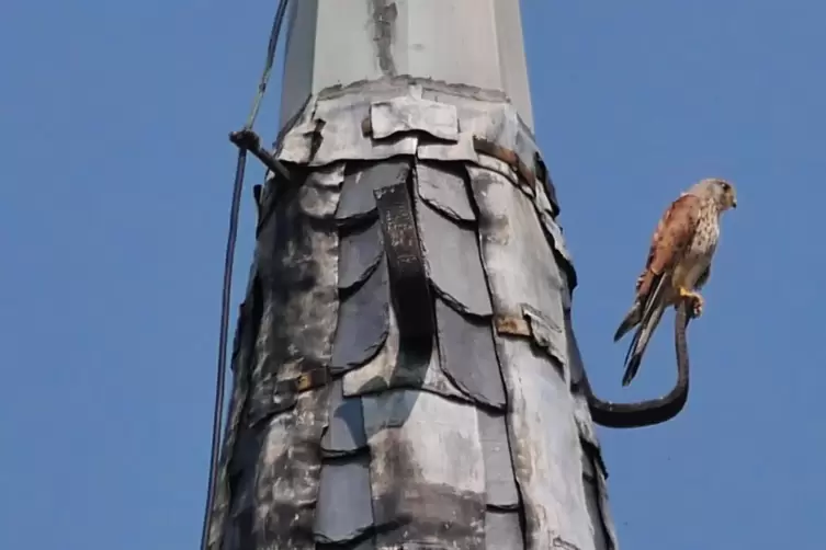 Diesem Turmfalken soll in der protestantischen Kirche ein Nistplatz geboten werden. 