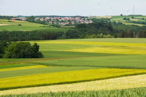 Das Getreide steht gut auf der Sickinger Höhe, der einstigen Kornkammer der Pfalz. Auf dem Bild sieht man im Vordergrund deutlic