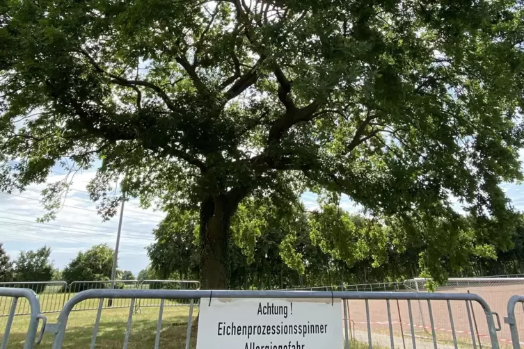 Eine Eiche im Rudolf-Harbig-Stadion ist derzeit umzäunt, weil sie mit Raupen des Eichenprozessionsspinners befallen ist. 