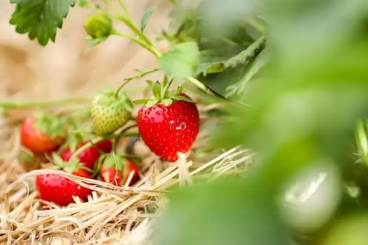 Mit etwas Gärtner-Wissen gedeihen die Erdbeeren prachtvoll.