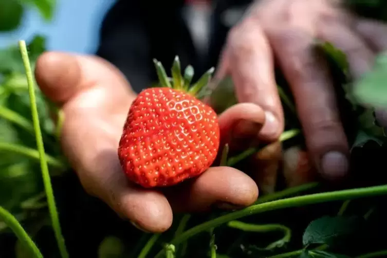 Erdbeeren sind empfindlich - Vorsicht bei der Ernte.