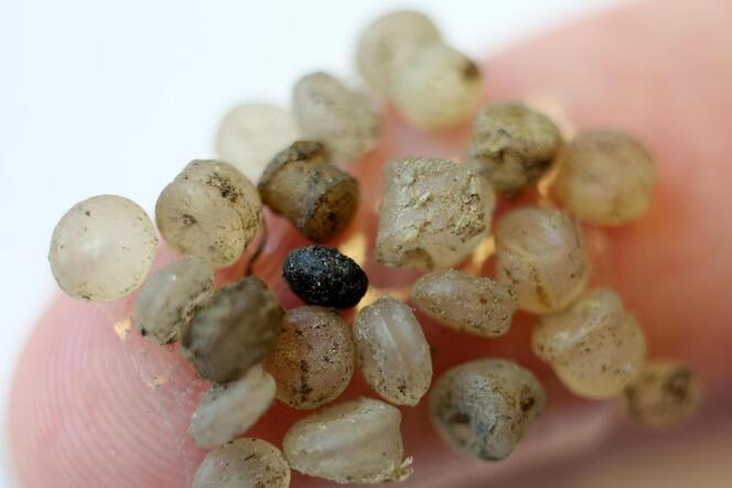 Mikroplastikteilchen, die 2015 an der Ostsee gefunden wurden.