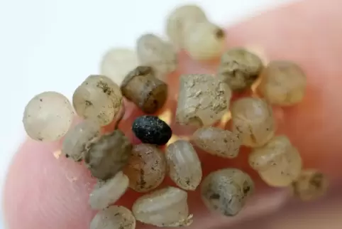 Mikroplastikteilchen, die 2015 an der Ostsee gefunden wurden. 