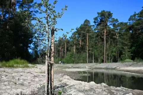 Frisches Grün: junge Laubbäume im Uferbereich.