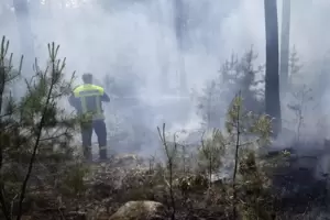 Laut Polizei brannte das Unterholz auf einer Fläche von etwa 200 Quadratmetern. 