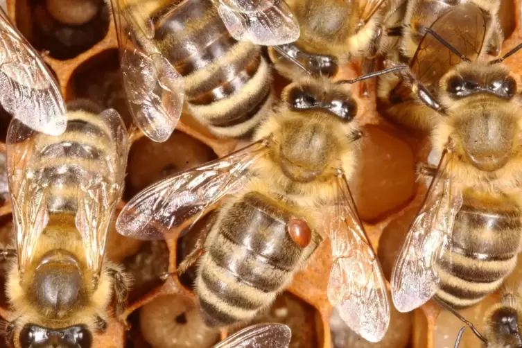Eine Varroamilbe auf einer Biene: Ohne Hilfe sind in Mitteleuropa heimische Honigbienenarten gegen den Parasiten wehrlos.