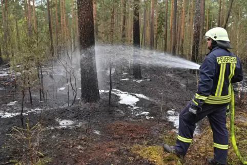 Auch in der Pfalz steigt das Risiko für Waldbrände.