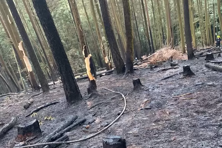 Auf einer Fläche von 1200 Quadratmetern brannte der Wald auf dem Maimont bei Petersbächel. 