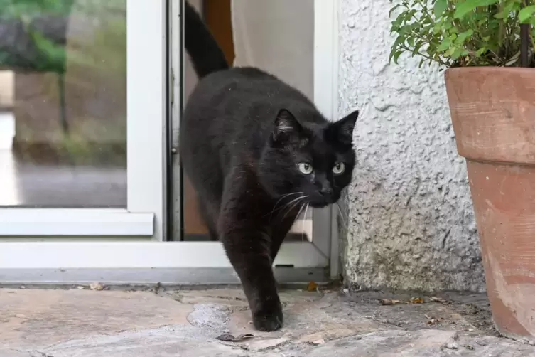 Zum Schutz der vom Aussterben bedrohten Haubenlerche müssen Katzen in Walldorf teilweise zu Hause bleiben.