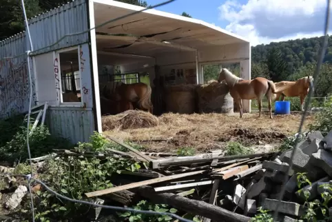 Massive Mängel bei der Haltung von Pferden und anderen Tieren stellte das Veterinäramt 2019 fest.