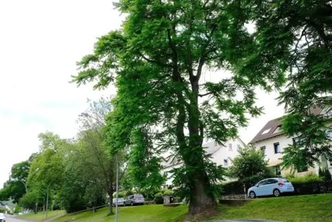 Doch nicht der dickste? Götterbaum in St. Ingbert. 