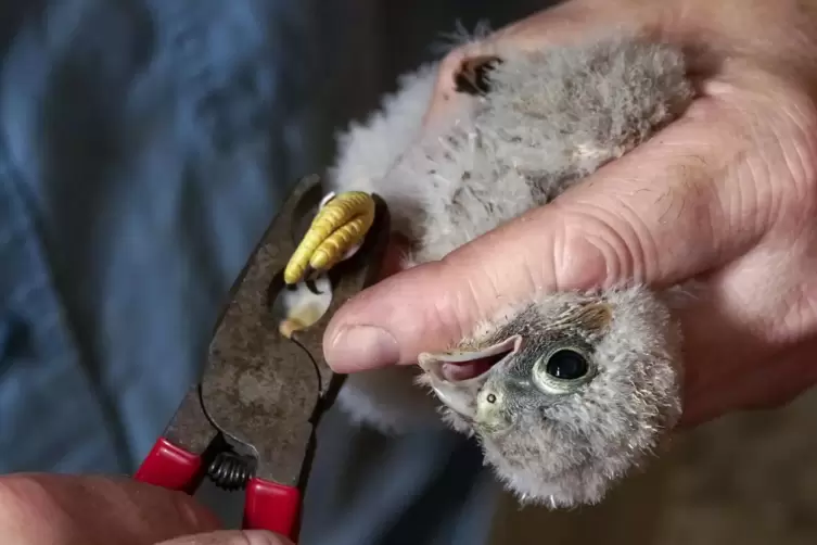Kleiner Vogel, vorsichtige Helfer: Der Jungfalke bekommt einen Ring um die Kralle. 