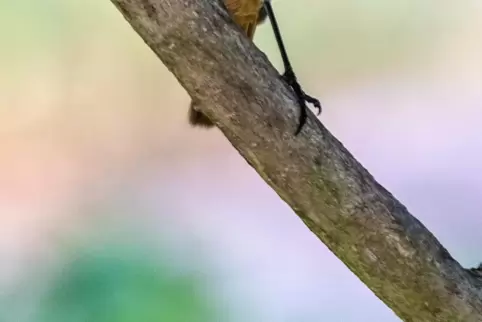 Ein kleiner Vogel macht von sich reden.