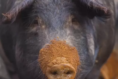 Ob es sich um ein reinrassiges Ibérico-Schwein oder um eine Kreuzung mit der billigeren Duroc-Rasse handelt, kann man allein am 