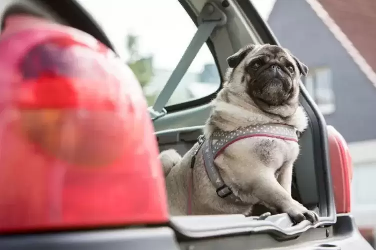 Bei der Reise mit dem Auto muss der Hund gesichert werden. 