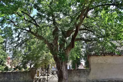 Ein historischer Zeuge ist der Weiße Maulbeerbaum in Wachenheim.