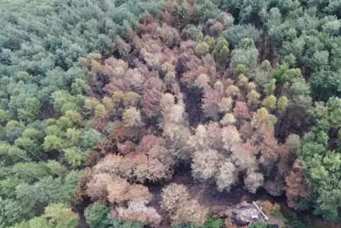 Von oben ist die Fläche in Richtung Schönau deutlich an den vertrockneten Baumkronen erkennbar. Am unteren Bildrand ist der Auss