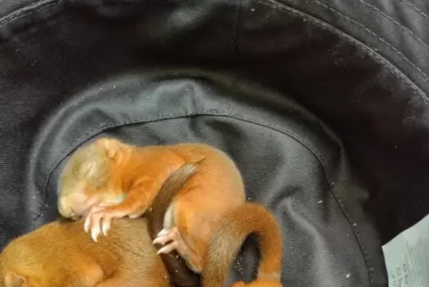 Drei Eichhörnchenbabys fanden bis zum Eintreffen der Wildtierhilfe einen sicheren Platz im Hut einer Schülerin.