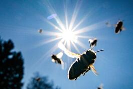 Die Welt der Insekten soll jungen Besuchern nähergebracht werden.